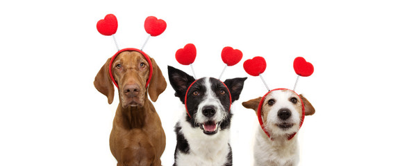  bbanner three group dogs puppy love celebrating valentine's day with a red heart shape diadem. Isolated on white background. Happy expression.