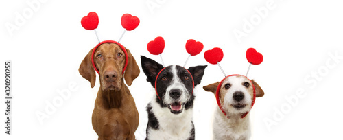  bbanner three group dogs puppy love celebrating valentine's day with a red heart shape diadem. Isolated on white background. Happy expression.