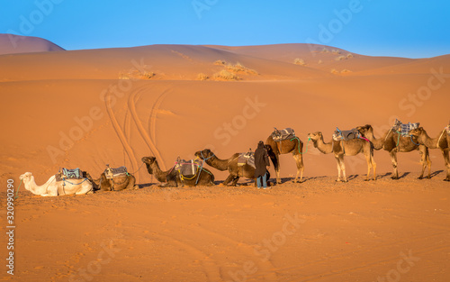Herd of camels and Berber guide, Merzouga, Morocco © Julian Peters Photos