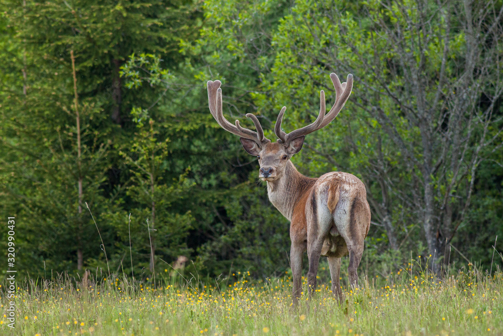 Obraz premium Red deer stag with large antlers, (Cervus elaphus), Slovakia