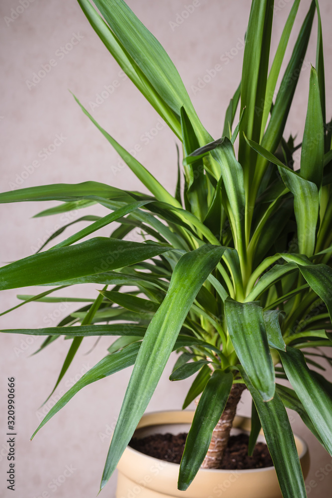 Fototapeta premium Green Yucca plant. Close up