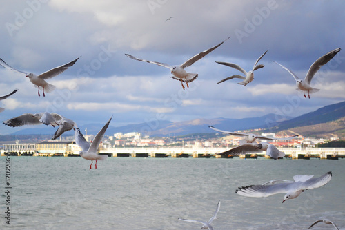 cute seagulls on the background of the sky with clouds
