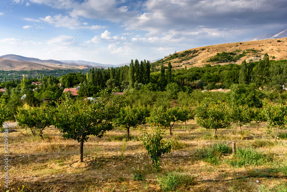 Naklejka premium Apple trees near mountain background and cloudy sky