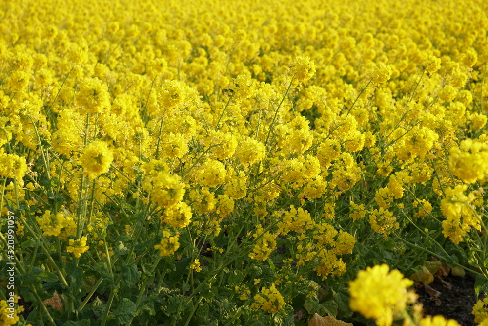 びわ湖畔守山なぎさ公園 菜の花畑