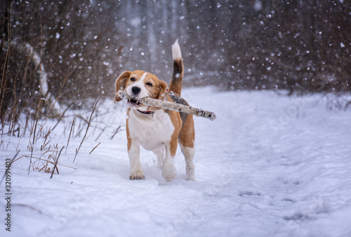 Beagle dog plays and runs with a stick in a winter park in heavy fog. Beagle portrait on a walk