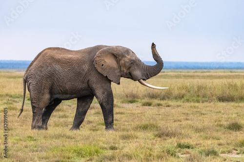 An old elephant walking in the savannah in Africa  beautiful animal in the Amboseli park in Kenya