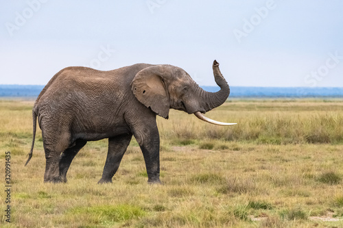 Photography An old elephant walking in the savannah in Africa, beautiful animal in the Ambos