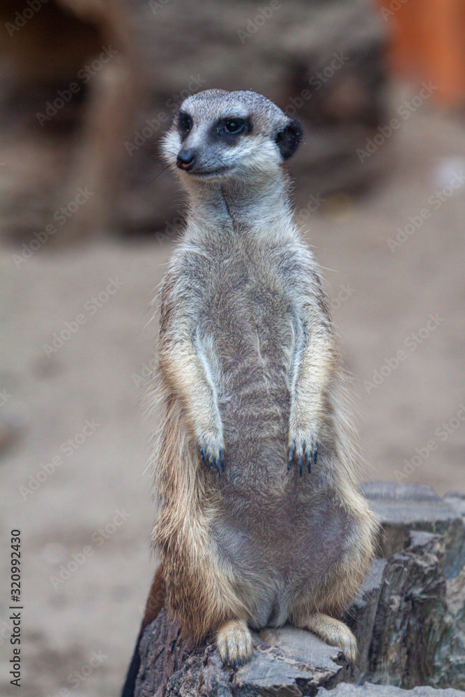Fototapeta premium The meerkat family warms itself for a century under the sun. Meerkats stand on their hind legs looking out for enemies to guard the nests. Meerkats pretend to be dead.