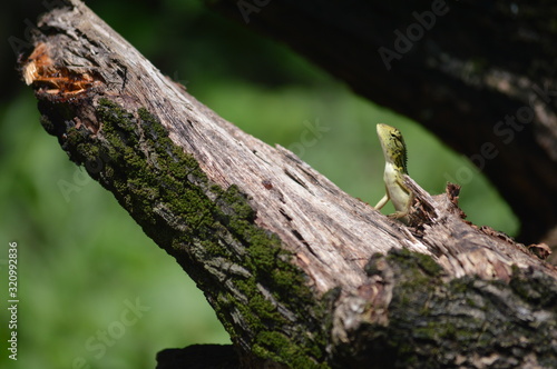 wildlife of lizard on tree