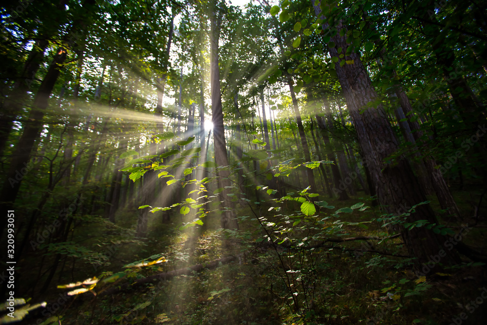 Obraz premium sun rays in green forest