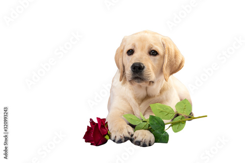 Labrador puppy with rose flower in its paws. Funny dog isolated on white