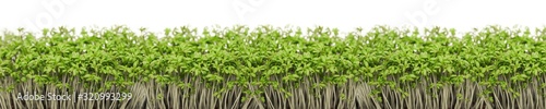 Garden cress close-up on white background panorama
