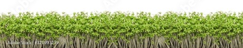 Garden cress close-up on white background panorama