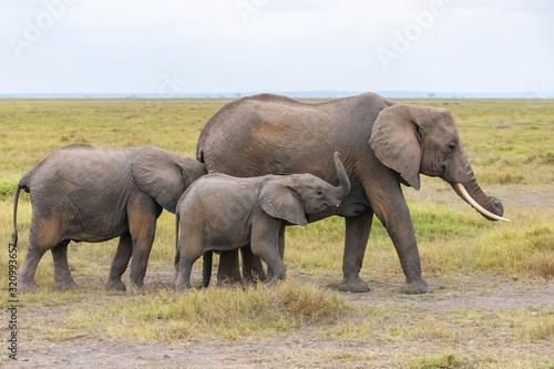 An elephant family walking in the savannah in Africa  beautiful animals in the Amboseli park in Kenya