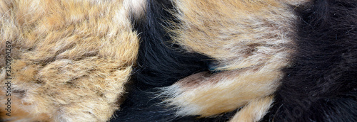 closeup of a fur detail on background © aykutkarahan