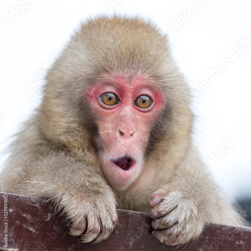 Excited and surprised Snow Monkey baby