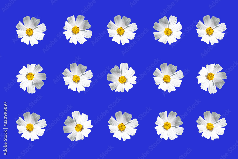 white flowers with on a blue background