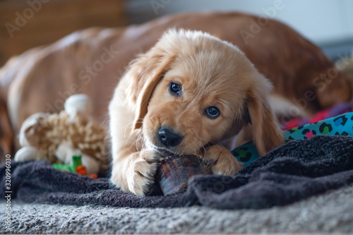 Portrait of a young Golden Retriever boy, lying on a cozy blanket. Close up. 