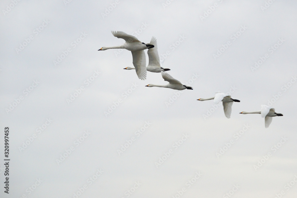 Obraz premium 飛翔