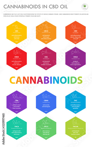 Cannabinoids in CBD Oil with Structural Formulas vertical business infographic illustration about cannabis as herbal alternative medicine and chemical therapy, healthcare and medical science vector.