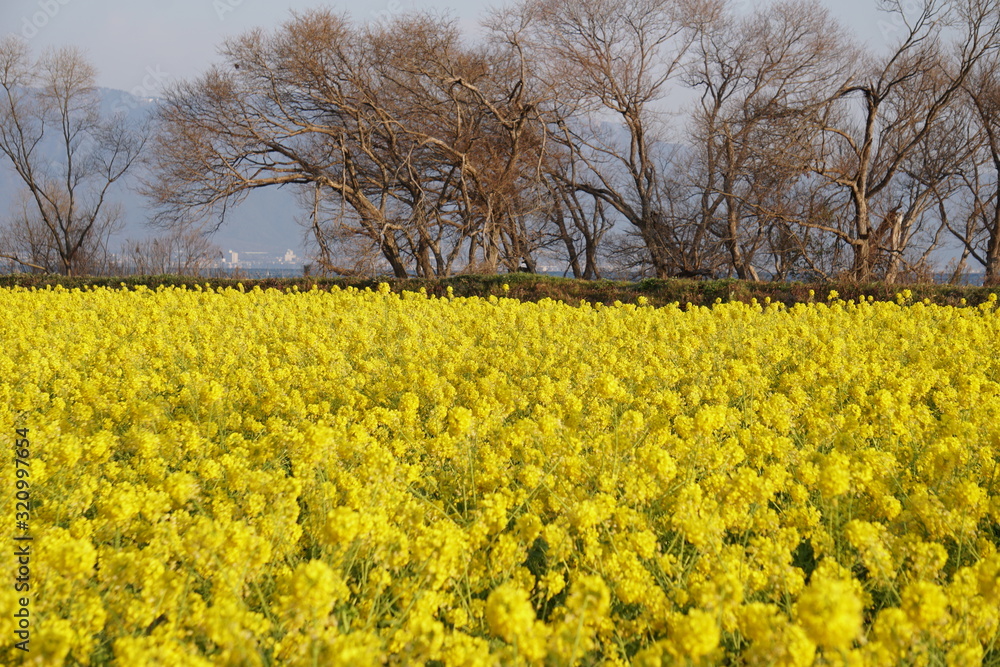びわ湖畔守山なぎさ公園 菜の花畑 びわ湖畔守山なぎさ公園 菜の花畑