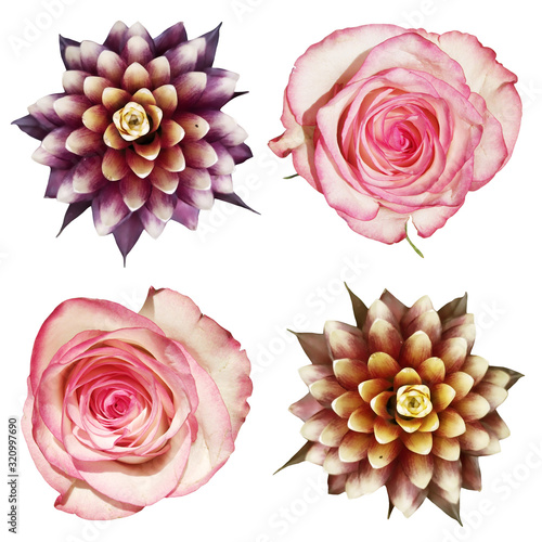 Set of roses and guzmania isolated on a white background