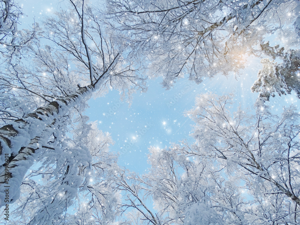 winter landscape forest in snow frost with sunny light beams winter landscape forest in snow frost with sunny light beams