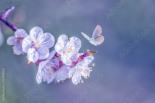 Branch of cherry with white...