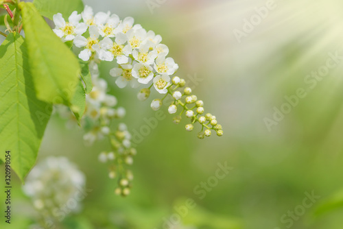 Blossoming bird cherry with...