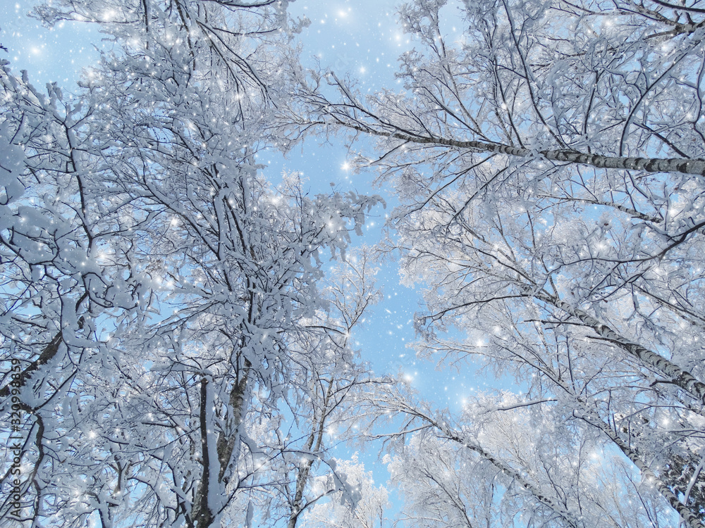 winter landscape forest in snow frost with sunny light beams winter landscape forest in snow frost with sunny light beams