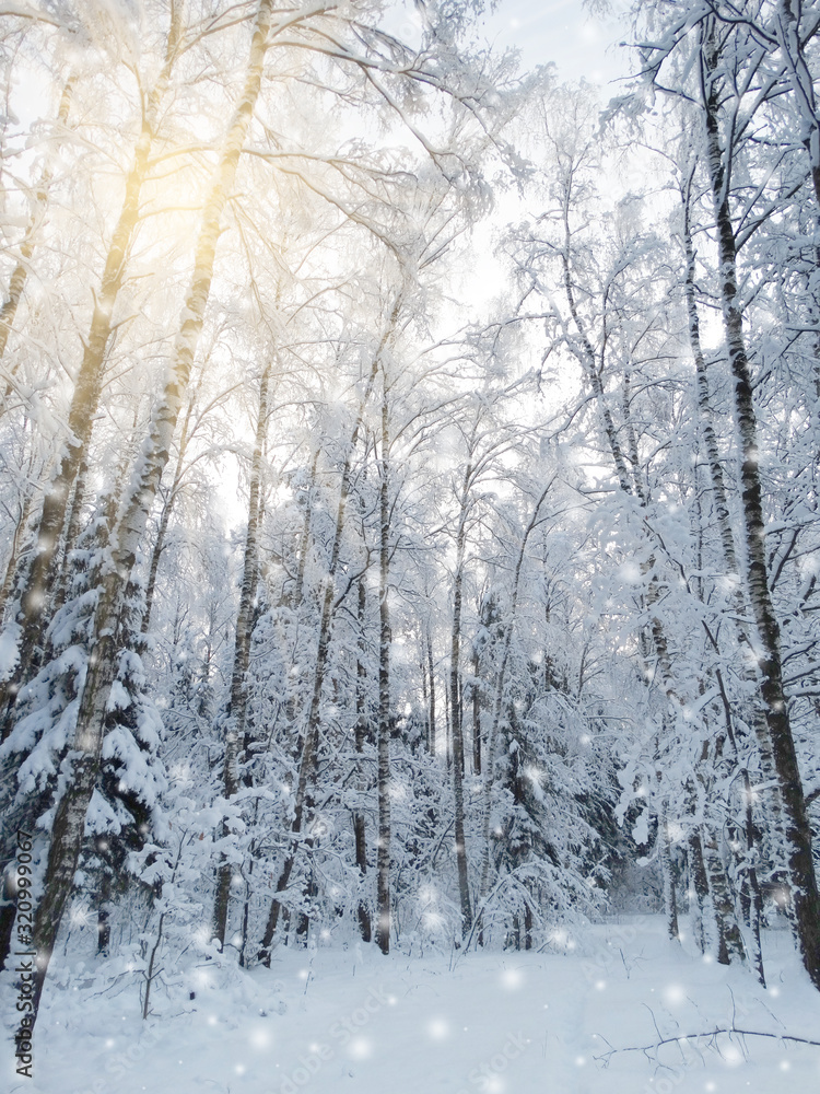 winter landscape forest in snow frost with sunny light beams winter landscape forest in snow frost with sunny light beams