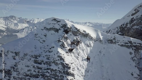 Wild chamois (mountain goats) climbing on a steep mountain peak, the mountains are covered with powder snow.