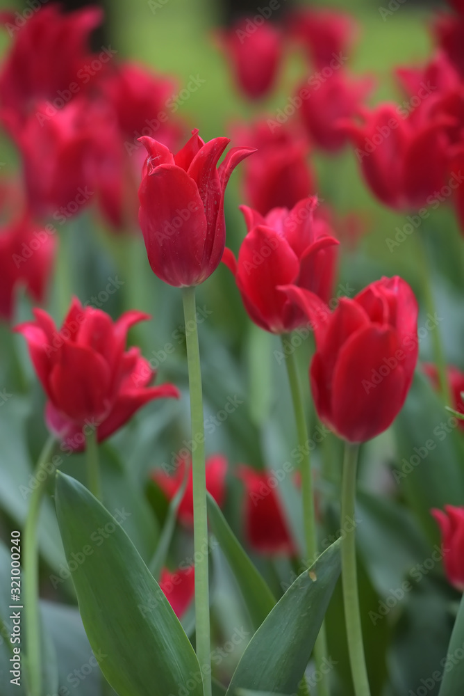 red tulips in the spring