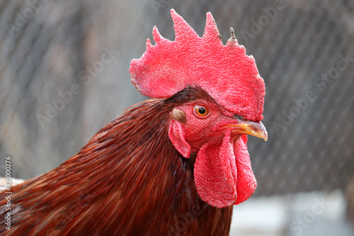 Rooster on the farm, poultry concept. Portrait of the colorful cockerel on wire mesh background