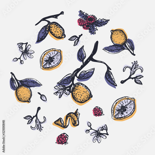 Circle composition with lemon and raspberry hand drawn isolated elements. 