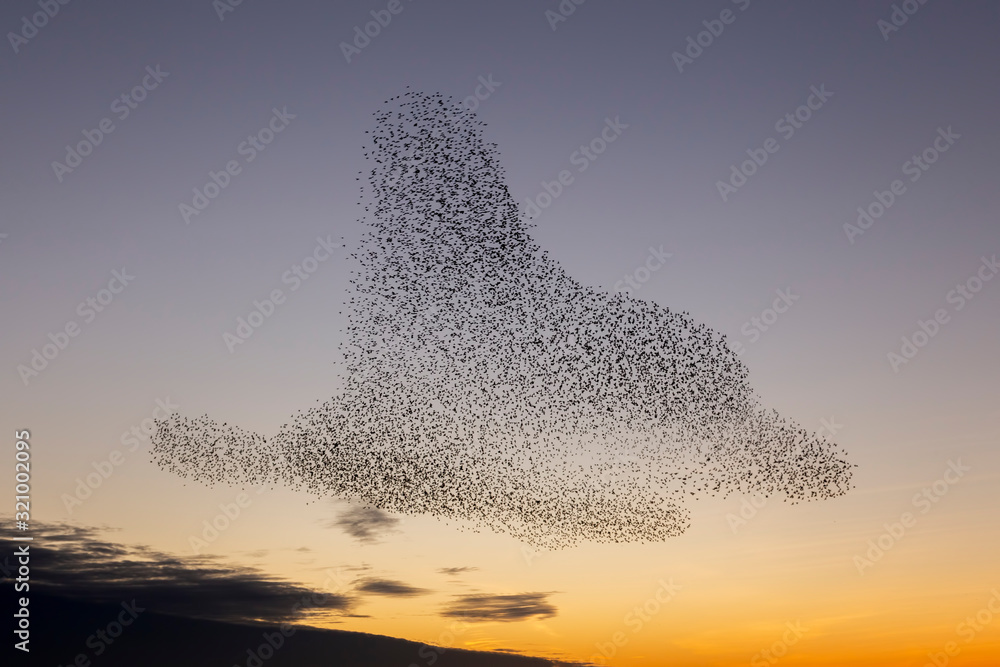 Obraz premium the starling murmuration in Brighton