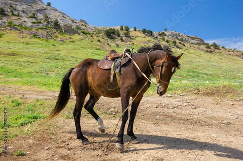 A lone horse stands in the mountains. Travel photos.