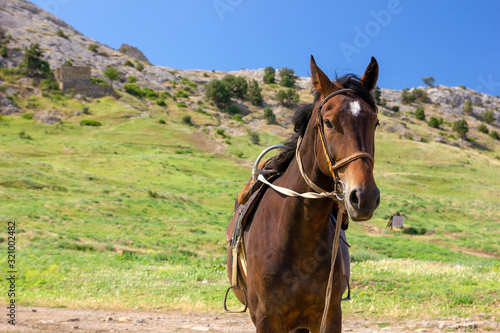 A lone horse stands in the mountains. Travel photos.