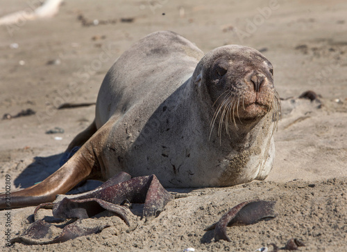 Seals at Surat Bay Owaka beach. Catlins New Zealand