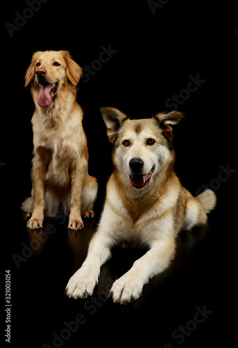 Fototapeta Naklejka Na Ścianę i Meble -  Studio shot of an adorable Golden retriever and a mixed breed dog