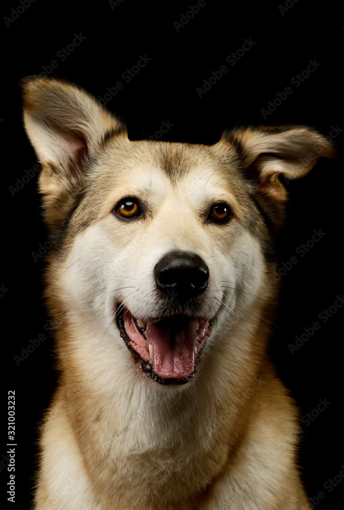 Obraz premium Portrait of an adorable mixed breed dog