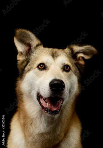 Portrait of an adorable mixed breed dog