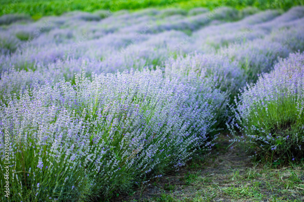 Obraz premium Lavender flowers in row, pastel colors and blur background.
