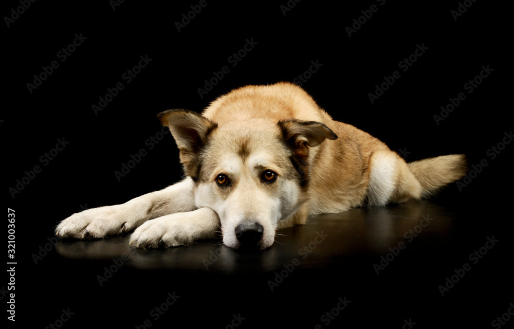 Studio shot of an adorable mixed breed dog Studio shot of an adorable mixed breed dog