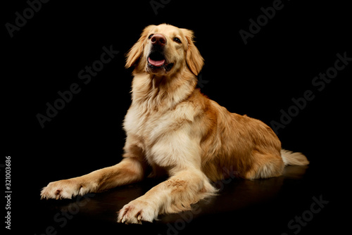 Studio shot of an adorable Golden retriever