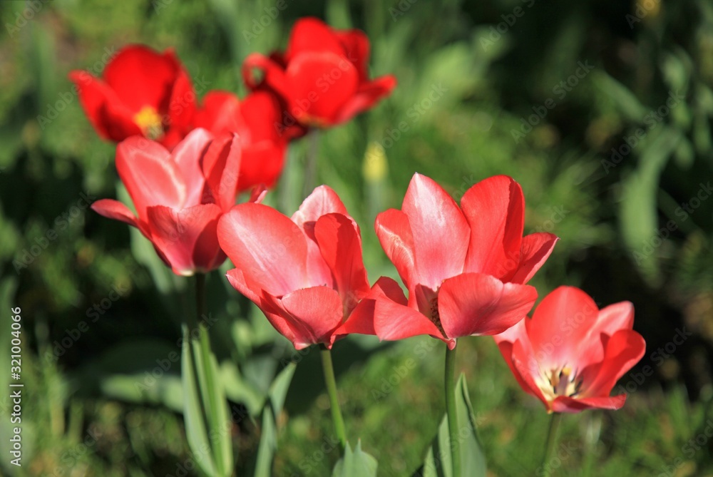 Blossoming red tulips in city garden. Spring time with flowers in blossom Blossoming red tulips in city garden. Spring time with flowers in blossom