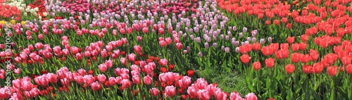 A carpet of blossoming tulips in the spring town garden. Sea of colorful tulips. Background of tulip field. Panorama