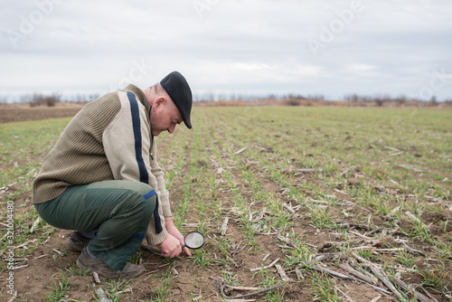Senior farmer on the field controls the growth of plants
