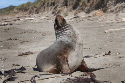 Seals at Surat Bay Owaka beach. Catlins New Zealand