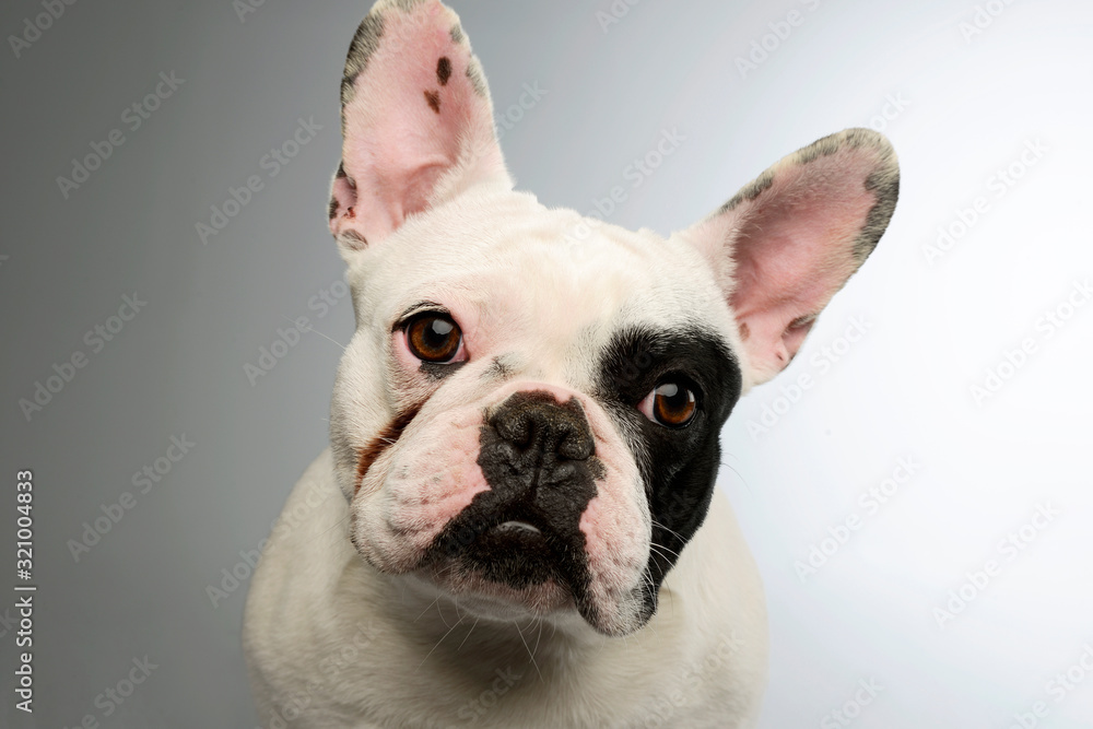 Portrait of an adorable French Bulldog Portrait of an adorable French Bulldog